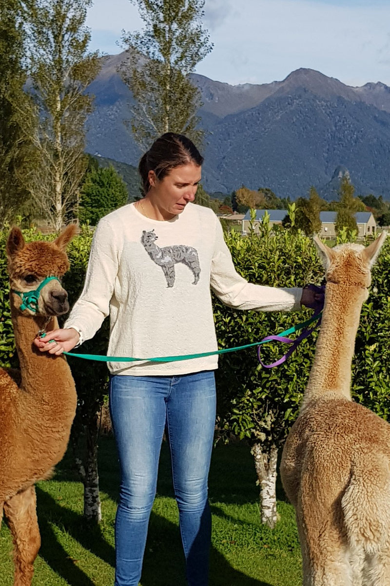 Cavaliers d’Alpaca