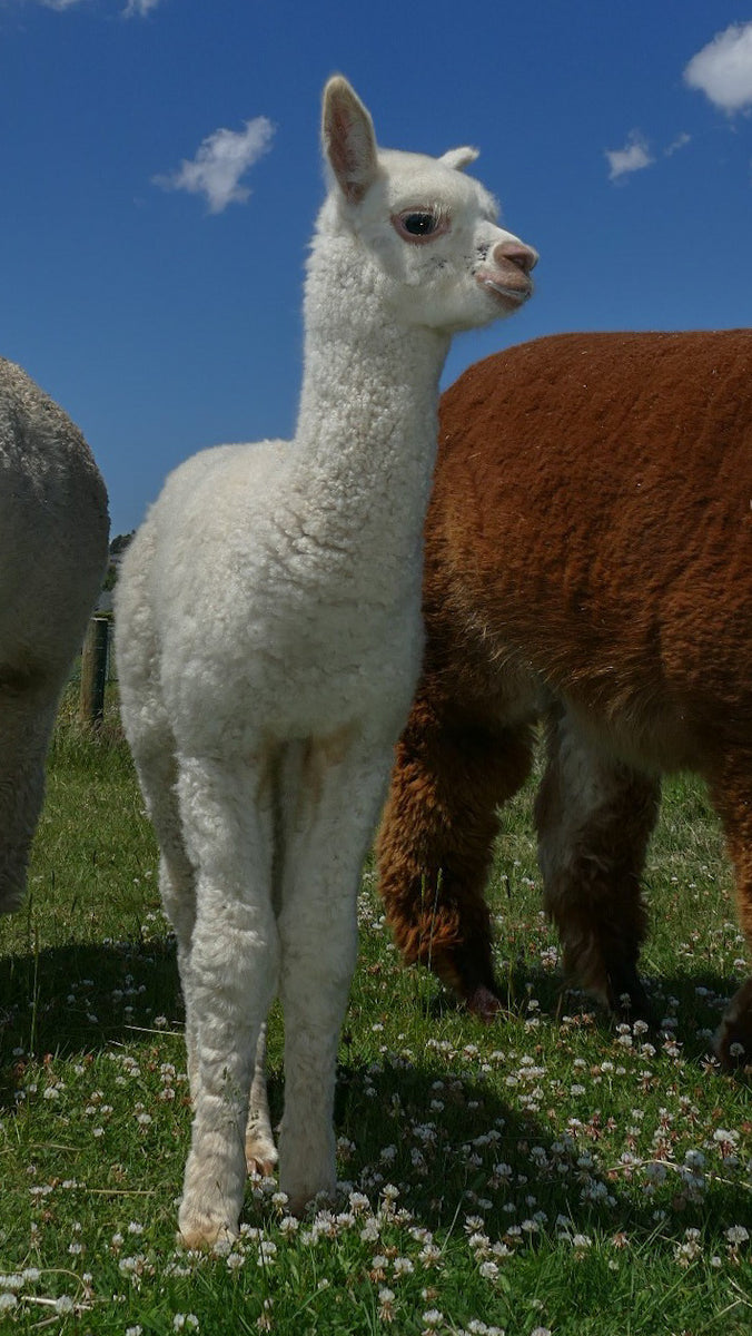 Regular Alpaca Duvets - New Zealand Made– Wild Wool Gallery