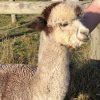 Hand Made Felted Alpaca Rug - NZ Summerhill Messi Silver Mink - Wild Wool Gallery